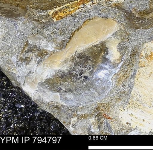 Phelopteria linguaeformis