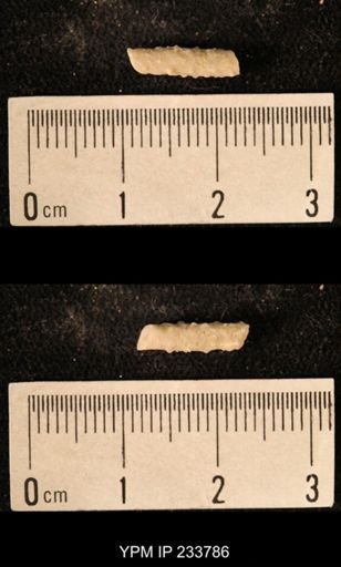Archaeocidaris sp.