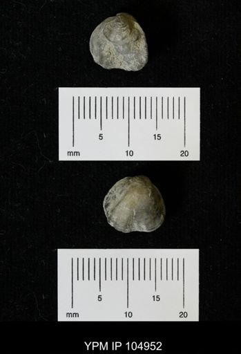 Parastrophinella reversa