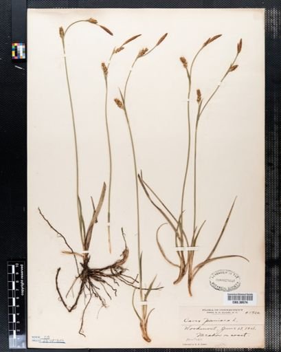 Carex panicea