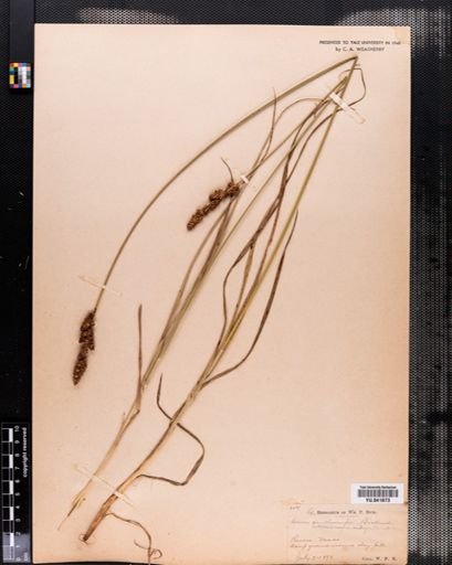 Carex setacea