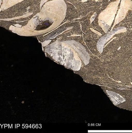 Protocardia sp.