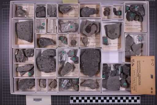mixed taxa, stratigraphic collection