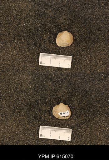 Cucullaea sp.