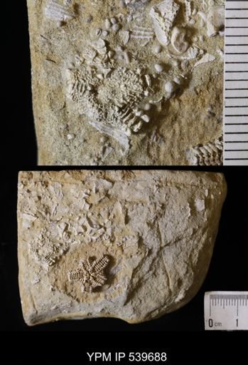 Cholaster whitei