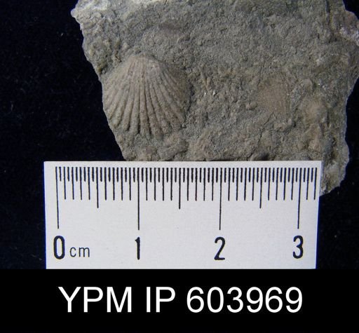 Leptocoelia flabellites