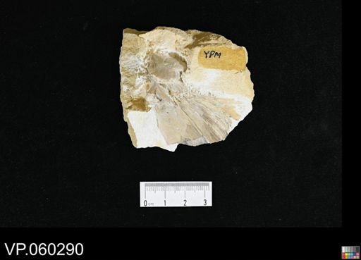 Actinopterygii