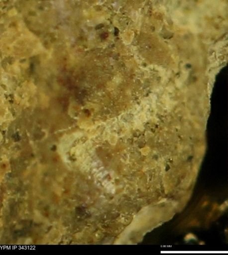 undet. Scaphitidae