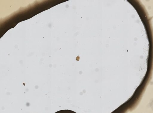 Mytilina bisulcata