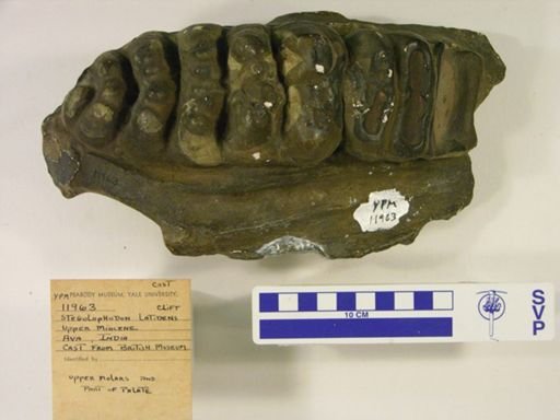 Stegolophodon latidens
