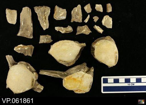 undet. Mosasauridae