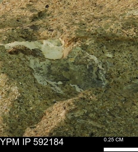 undet. Bivalvia