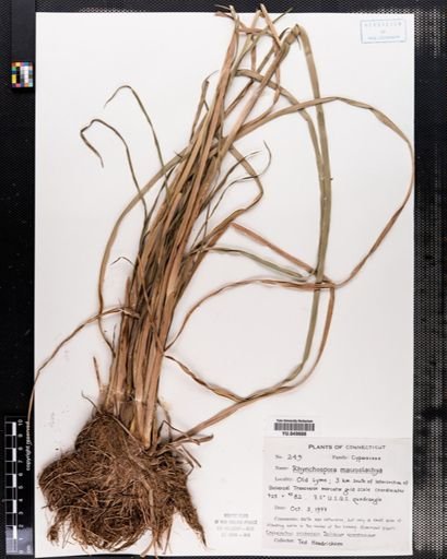 Rhynchospora macrostachya