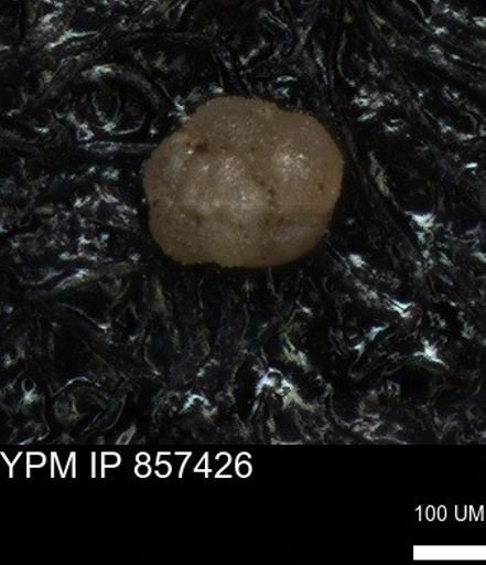 undet. Foraminiferida