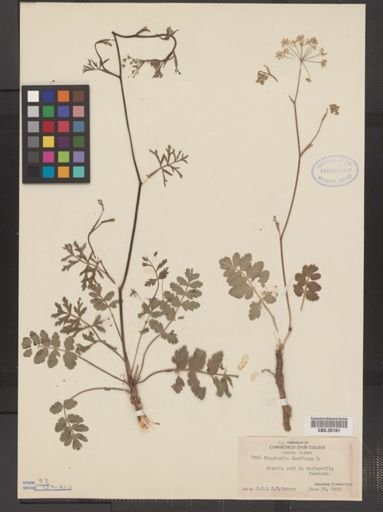 Pimpinella saxifraga