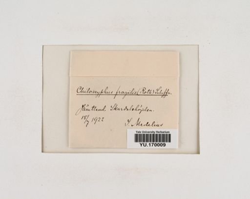 Plantae