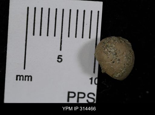 undet. Gastropoda