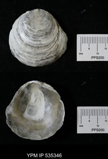 Anomia simplex