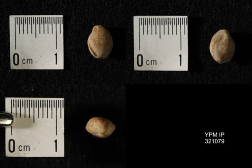Dielasma breviplicatum