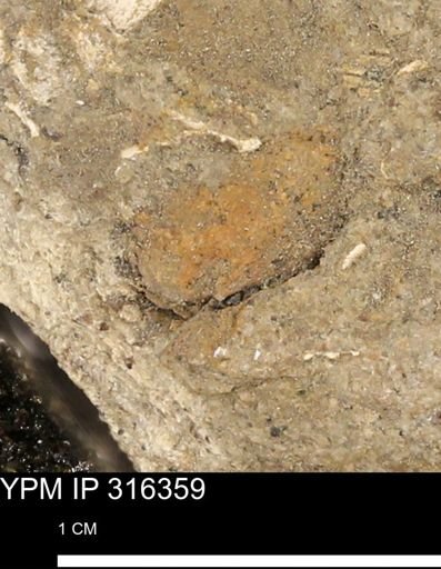 undet. Mollusca