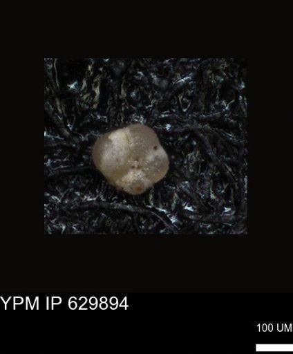 undet. Foraminiferida