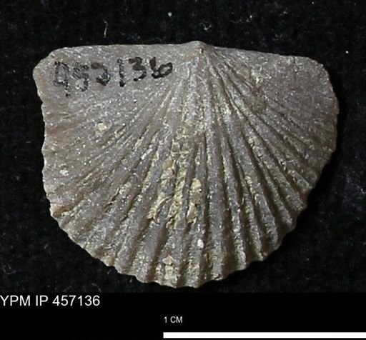 Stropheodonta sp.