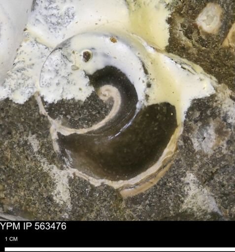 undet. Gastropoda
