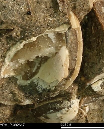 Protocardia subquadrata