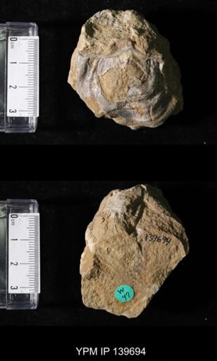 Productus (Linoproductus) lineatus