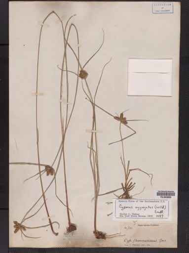 Cyperus aggregatus