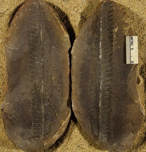 Pecopteris sp.