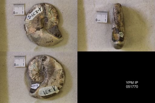 Hoploscaphites nicolletii