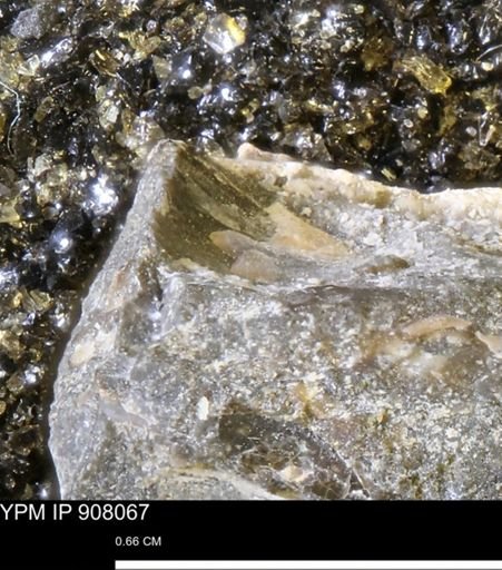 undet. Mollusca