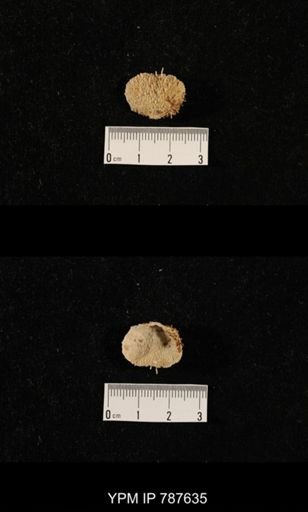 undet. Brachiopoda