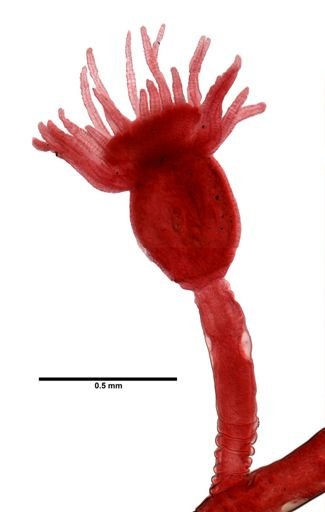 Eudendrium racemosum