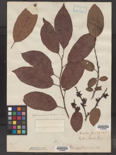 Plantae