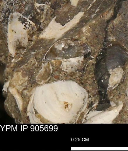 undet. Mollusca