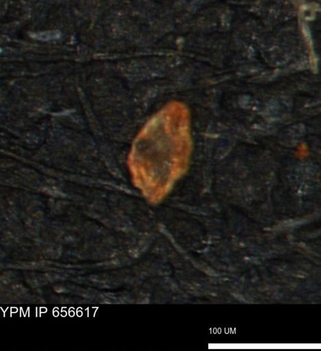 Spirolocammina planula