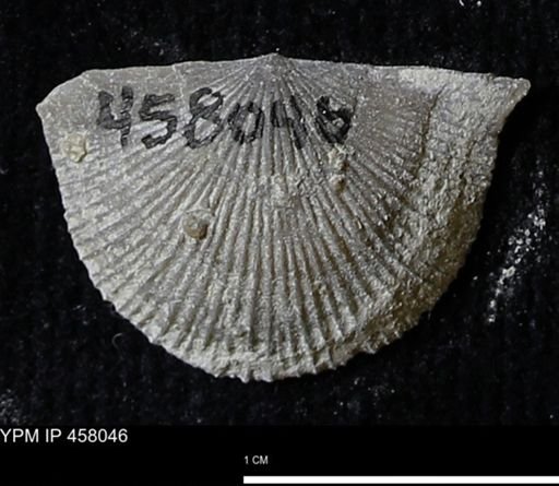 Strophodonta sp.