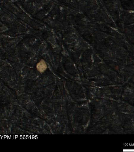 Clathrocyclas (Clathrocyclas) irrasa