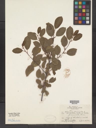 Rhamnus frangula