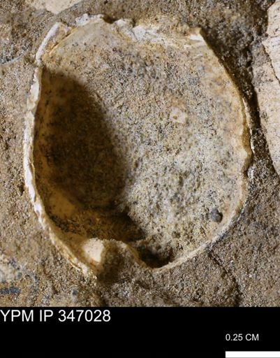 undet. Bivalvia