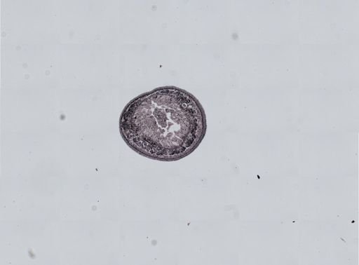 Plagiostomum cinctum