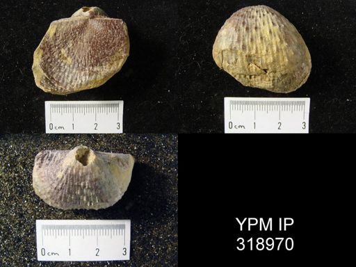 Pustula nebrascensis