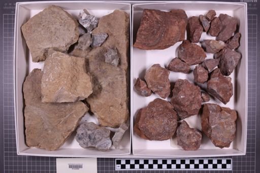 mixed taxa, stratigraphic collection