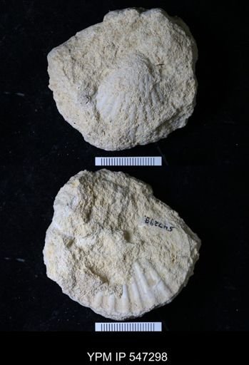 undet. Pectinidae