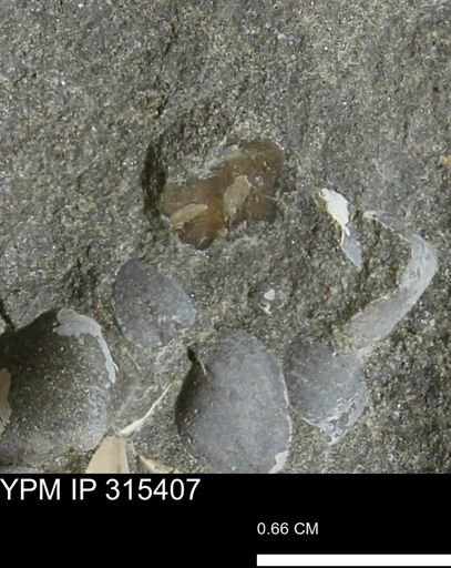 undet. Mollusca