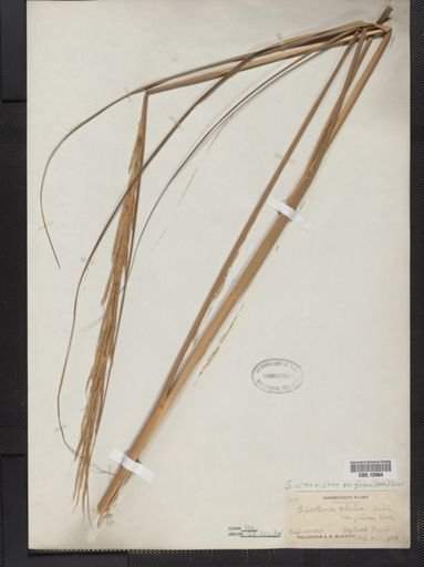 Spartina alterniflora