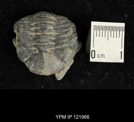 Eldredgeops rana