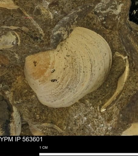 Limopsis striatopunctatus